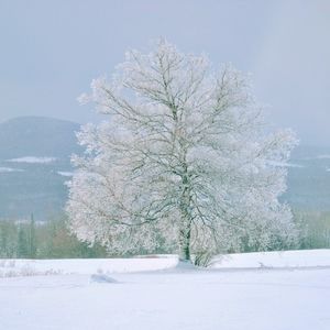 Permafrost tree on mountain